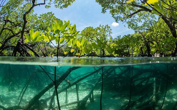 Underwater landscape with trees above the water